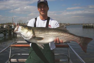 Dave Barrett/Teaneck N.J. 34 inch 13 1/2 pounds